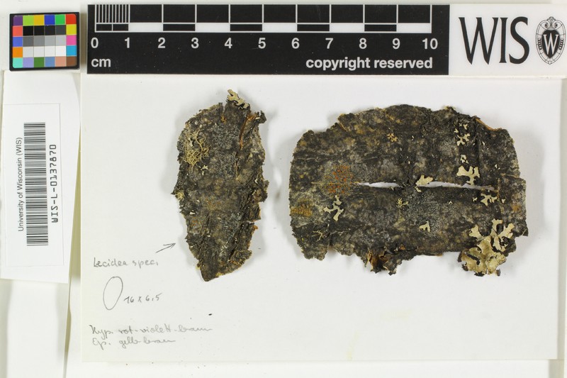 Rinodina Lichen photo 5