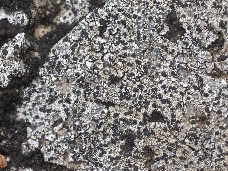 Destitute Rinodina Lichen