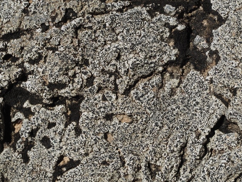 Destitute Rinodina Lichen