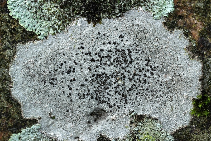 Destitute Rinodina Lichen photo 2