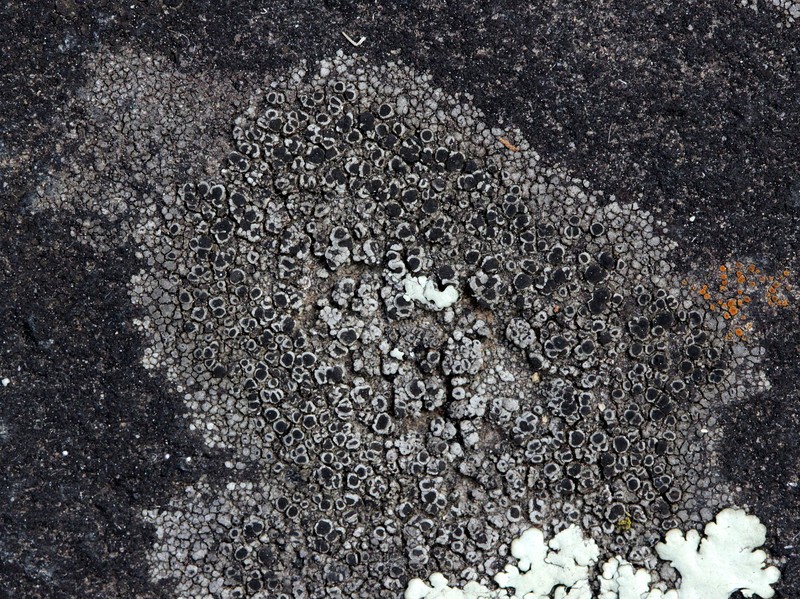 Destitute Rinodina Lichen photo 3