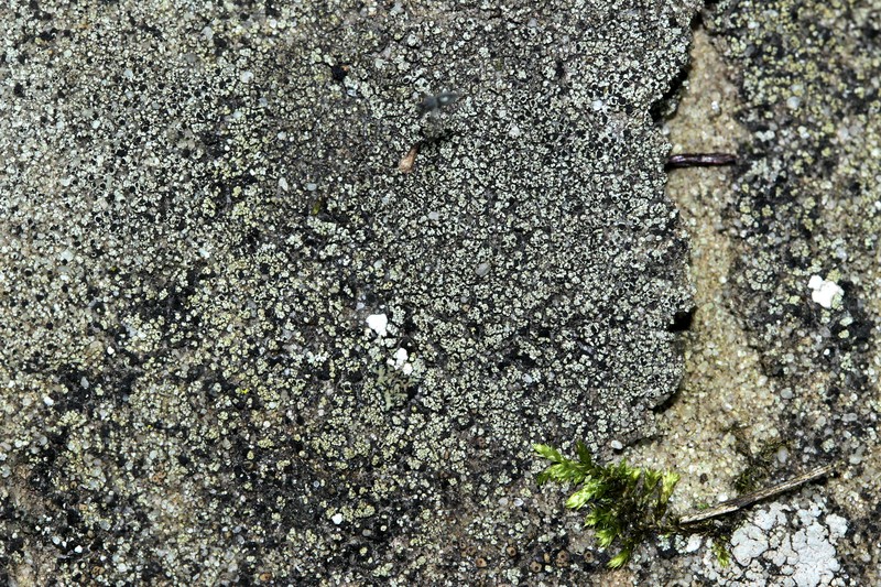 Destitute Rinodina Lichen photo 4