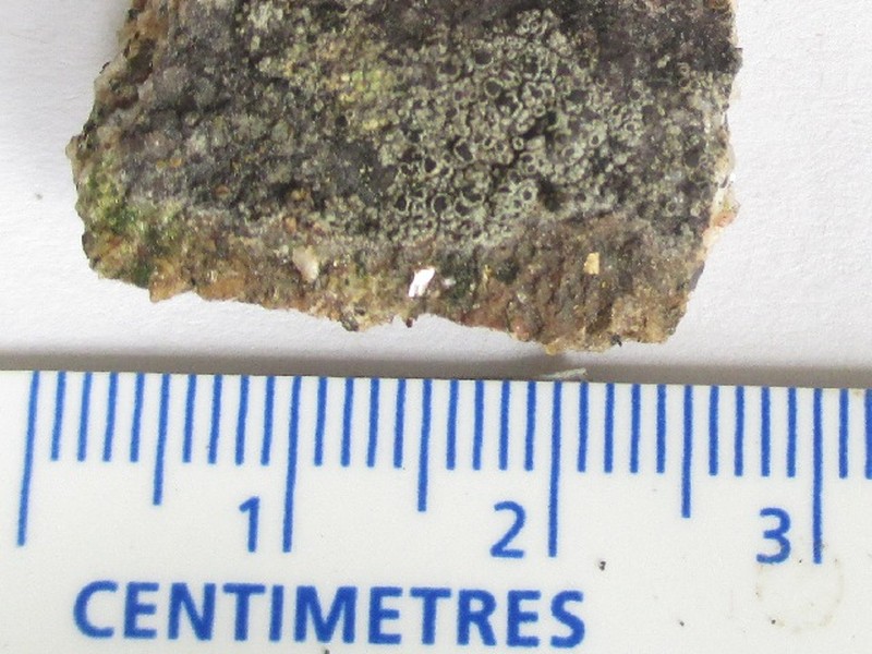 Destitute Rinodina Lichen photo 5