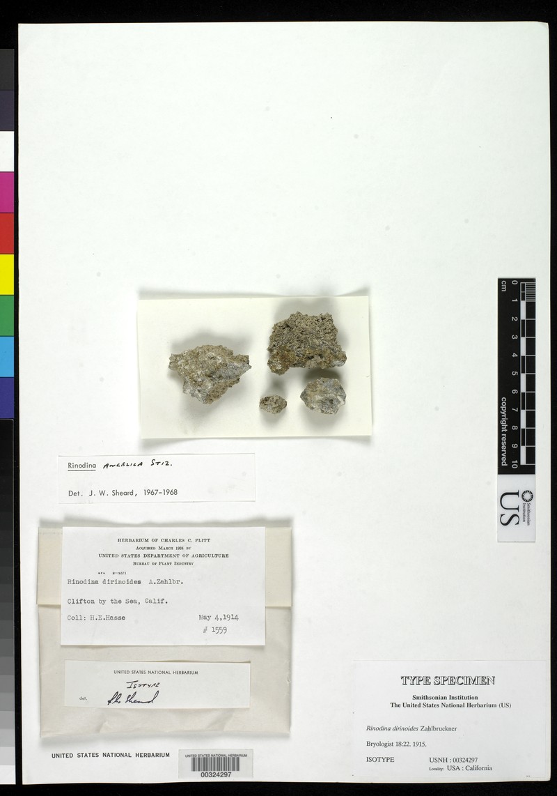 Rinodina Lichen