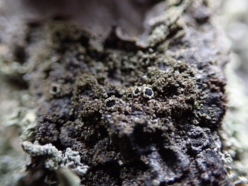 Rinodina disjuncta