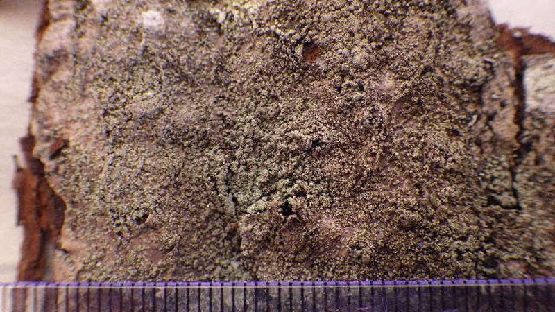 Rinodina disjuncta photo 3
