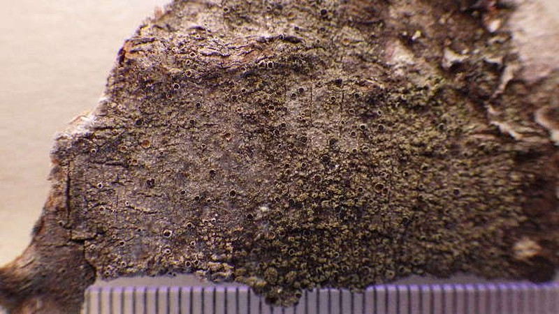 Rinodina disjuncta photo 4