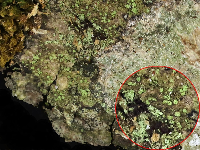 Rinodina Lichen