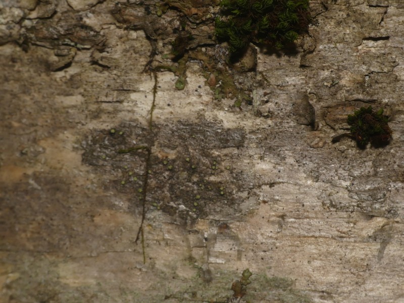 Rinodina Lichen photo 2