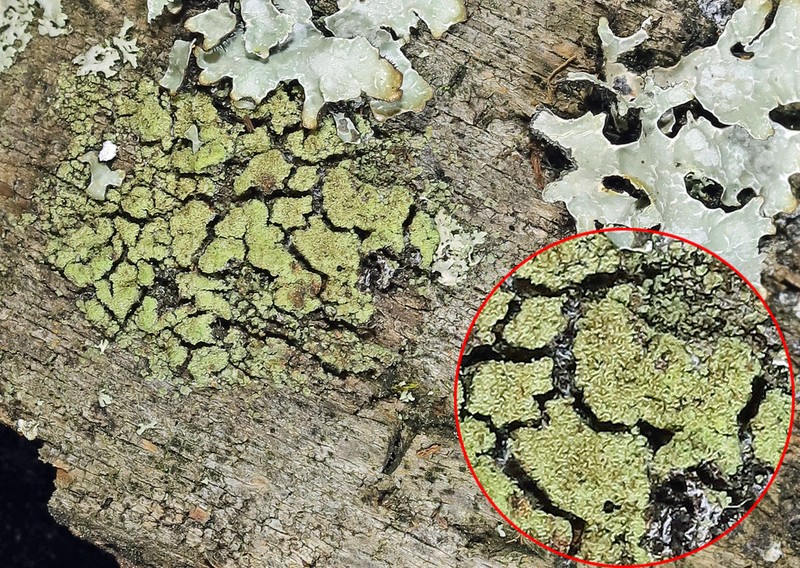 Rinodina Lichen photo 3