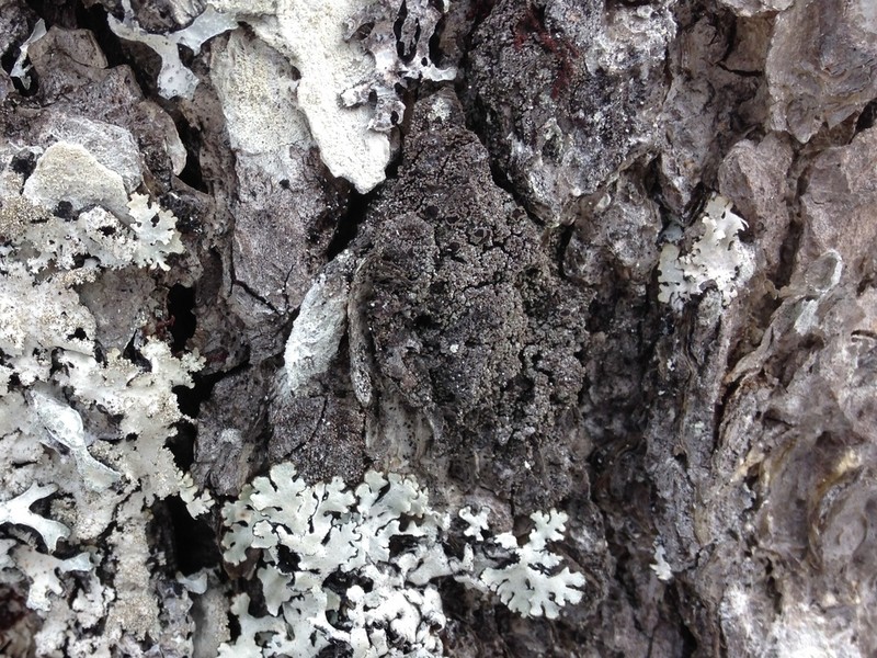 Rinodina Lichen