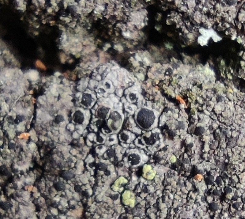 Rinodina Lichen photo 2