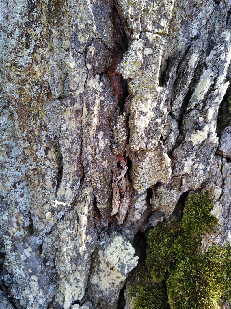 Rinodina Lichen photo 4