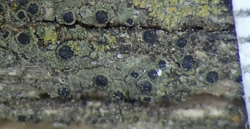 Rinodina Lichen photo 5