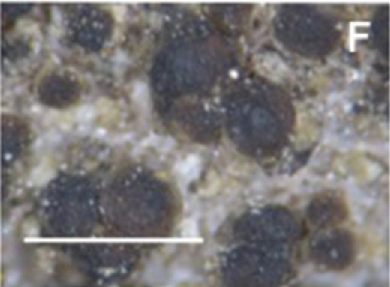 Gennar's Rinodina Lichen