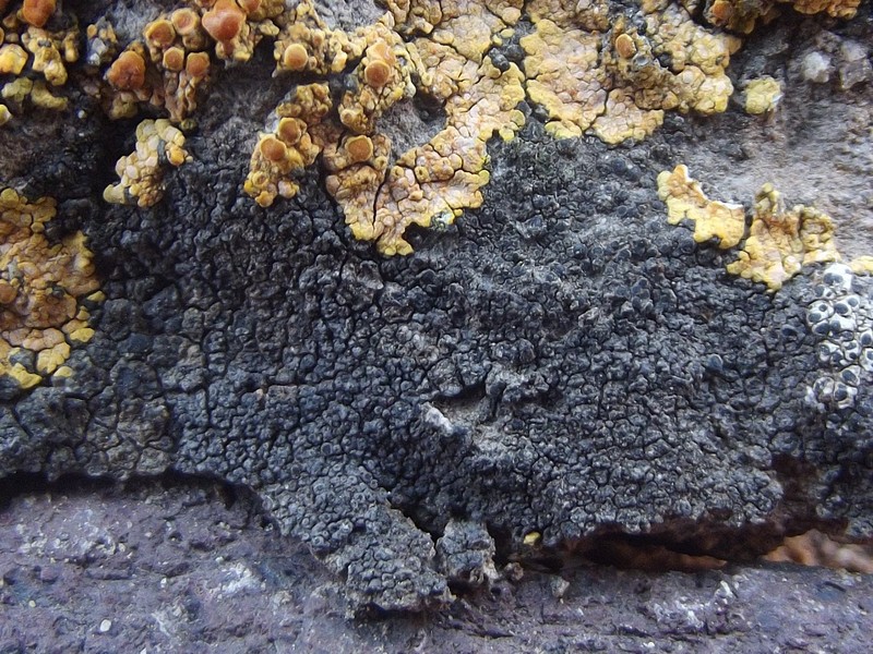 Gennar's Rinodina Lichen photo 3