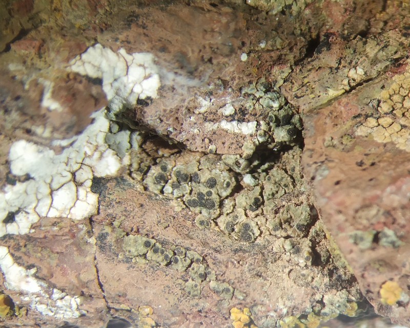 Gennar's Rinodina Lichen photo 4