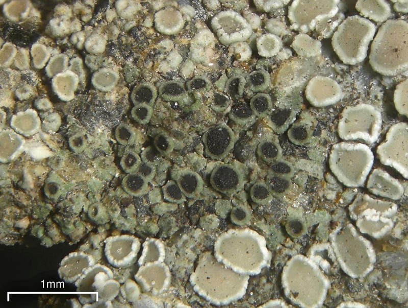 Gennar's Rinodina Lichen photo 5