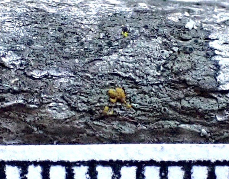 Rinodina glauca