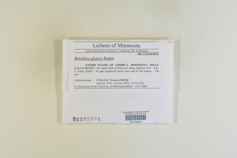 Rinodina glauca photo 4