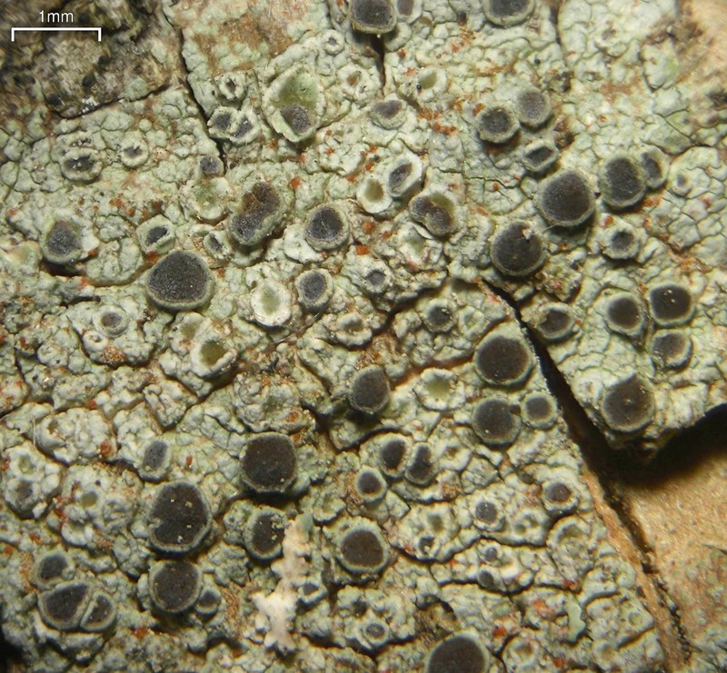 Rinodina Lichen