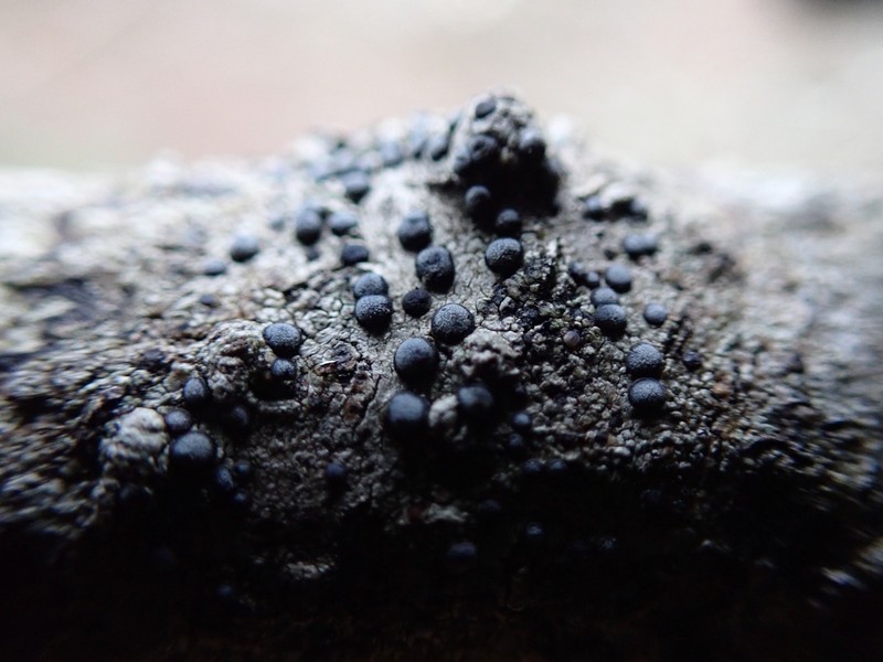 Hale's Rinodina Lichen