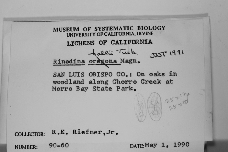Hall's Rinodina Lichen photo 2