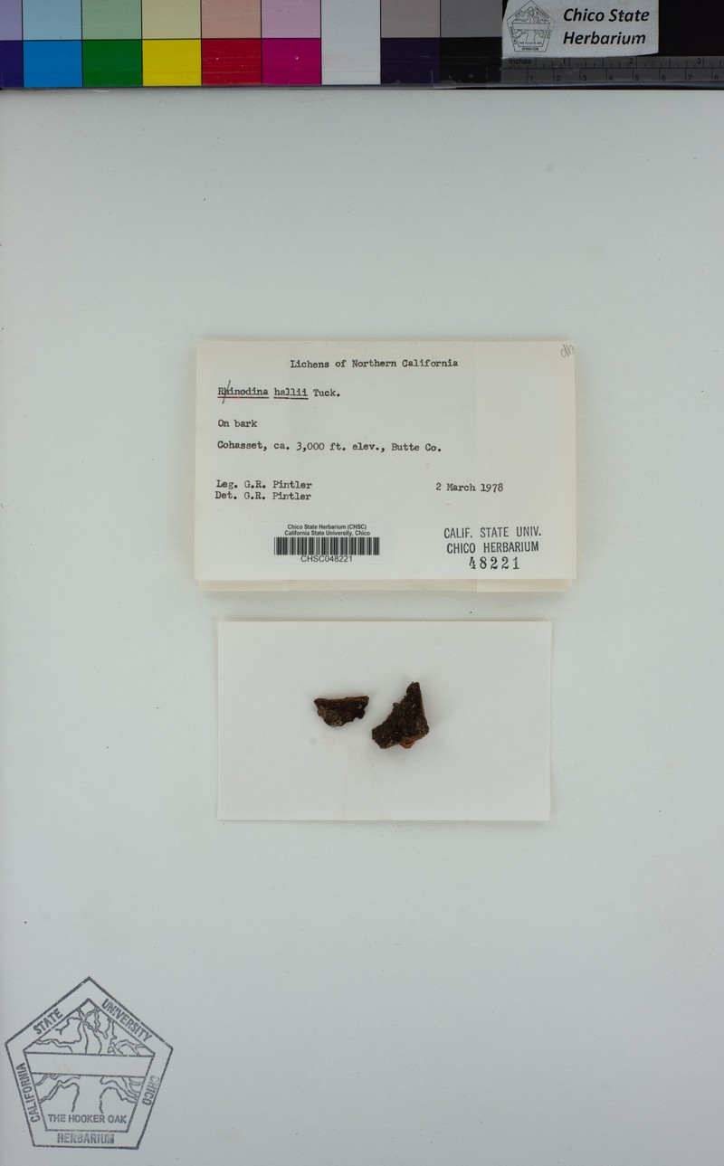 Hall's Rinodina Lichen photo 3