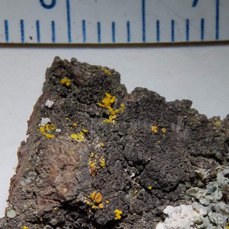 Herre's Rinodina Lichen