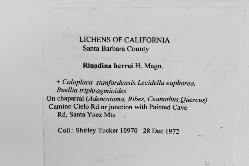 Herre's Rinodina Lichen photo 6