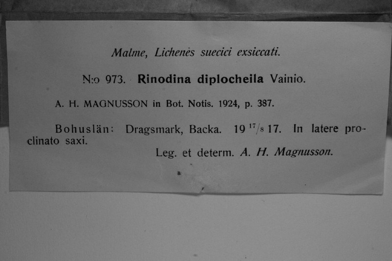 Rinodina interpolata photo 6