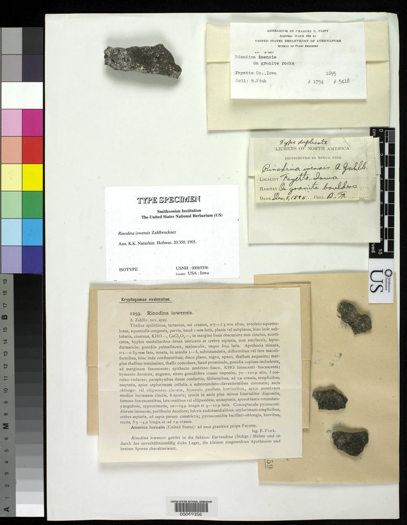 Iowa Rinodina Lichen