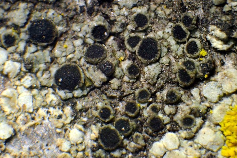 Rinodina Lichen