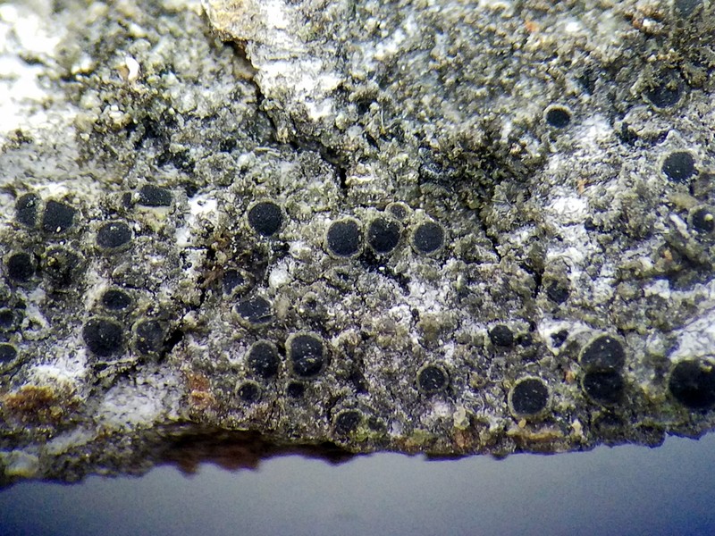 Rinodina Lichen photo 3