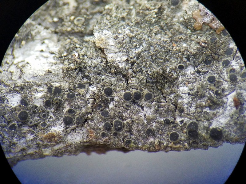 Rinodina Lichen photo 4