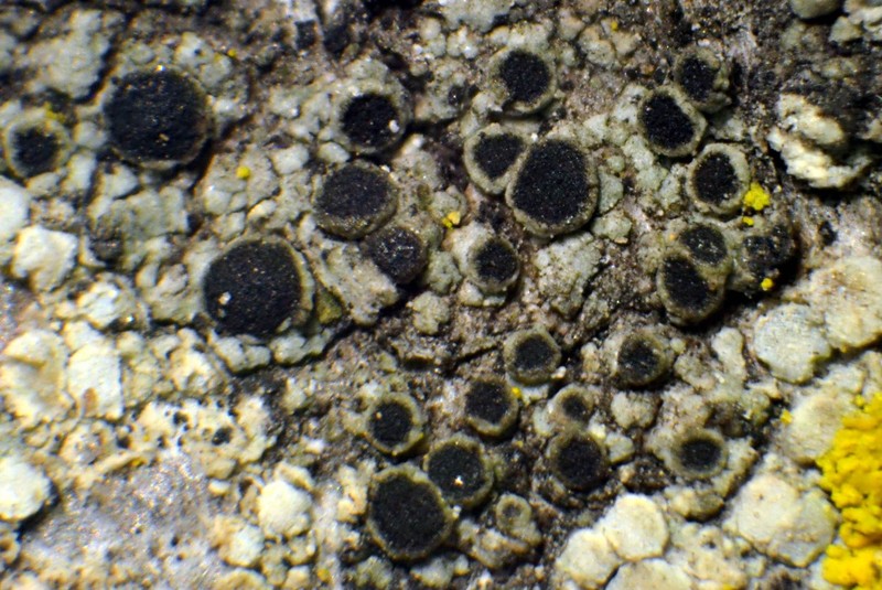 Rinodina Lichen photo 5