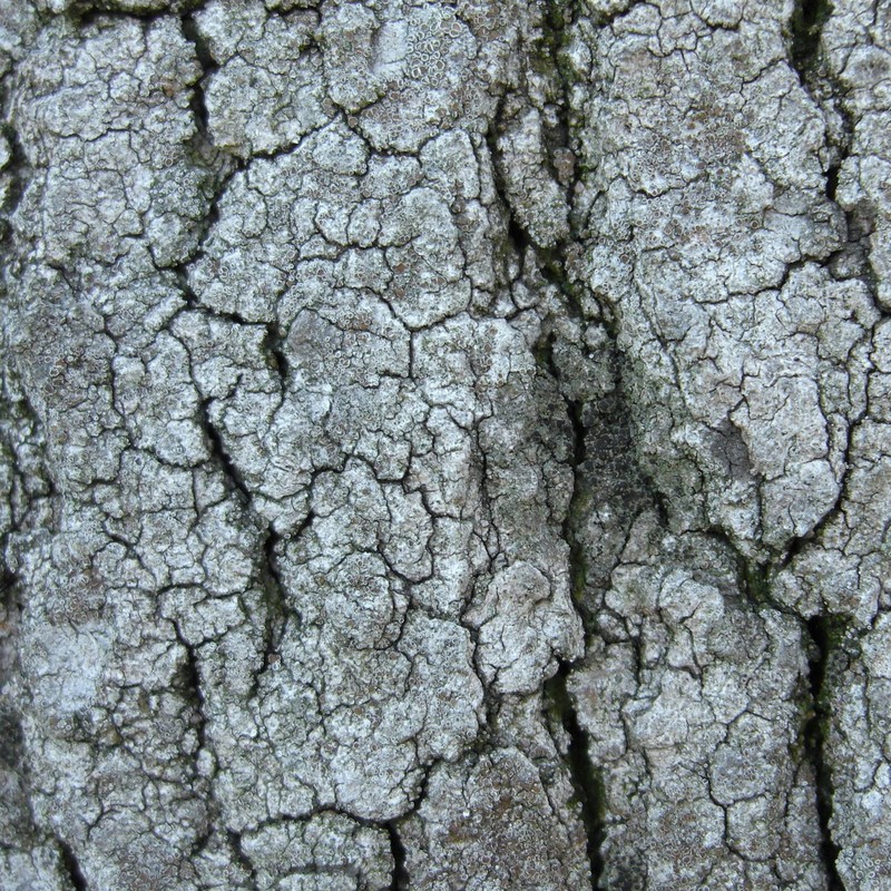 Rinodina Lichen photo 6