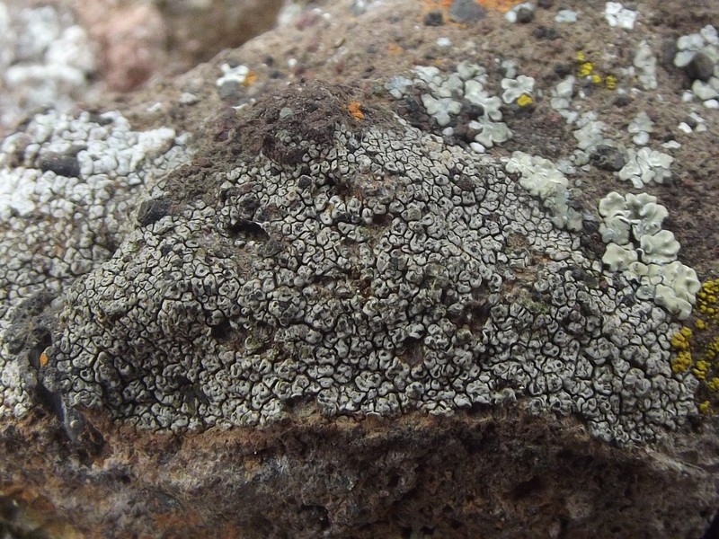 Rinodina Lichen