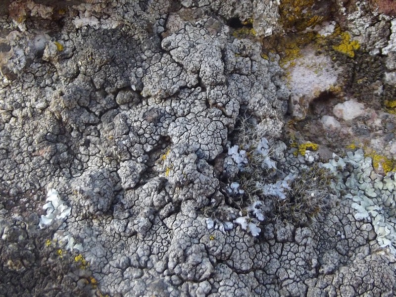 Rinodina Lichen photo 2