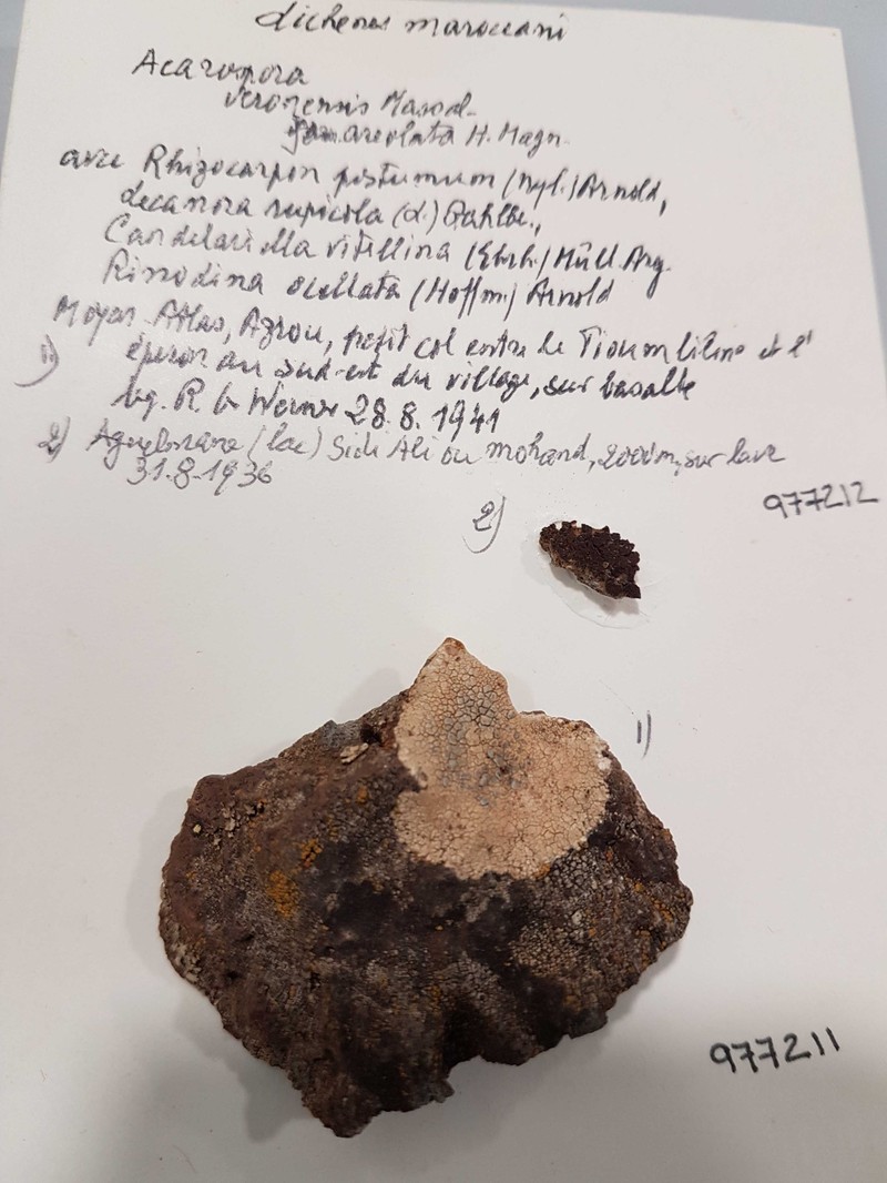 Rinodina Lichen photo 8