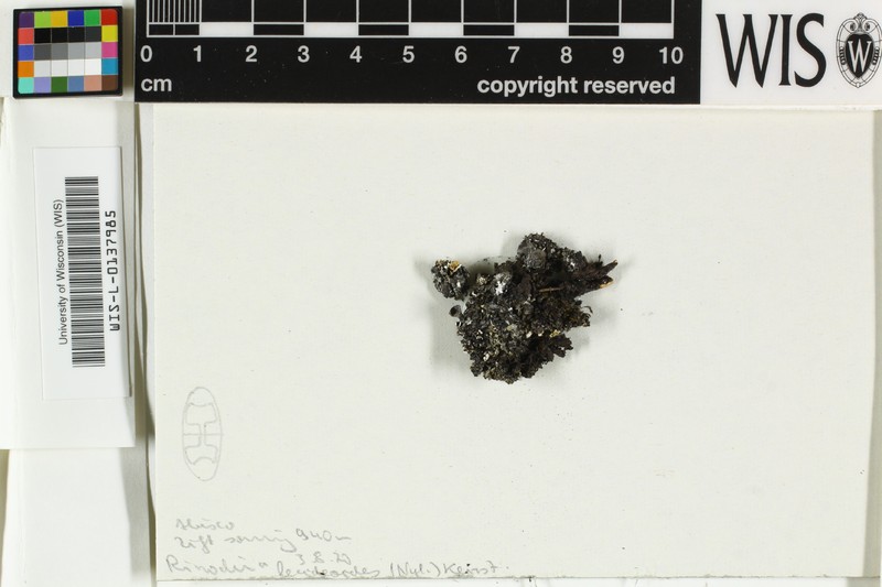 Rinodina Lichen