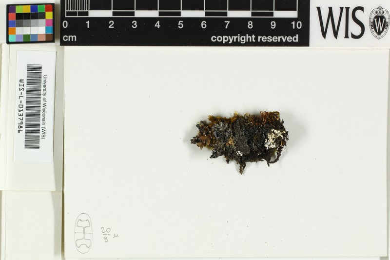 Rinodina Lichen photo 2