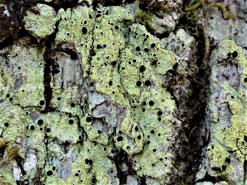 Rinodina Lichen photo 2