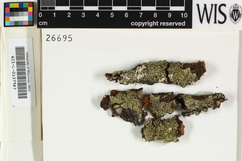 Rinodina Lichen photo 4
