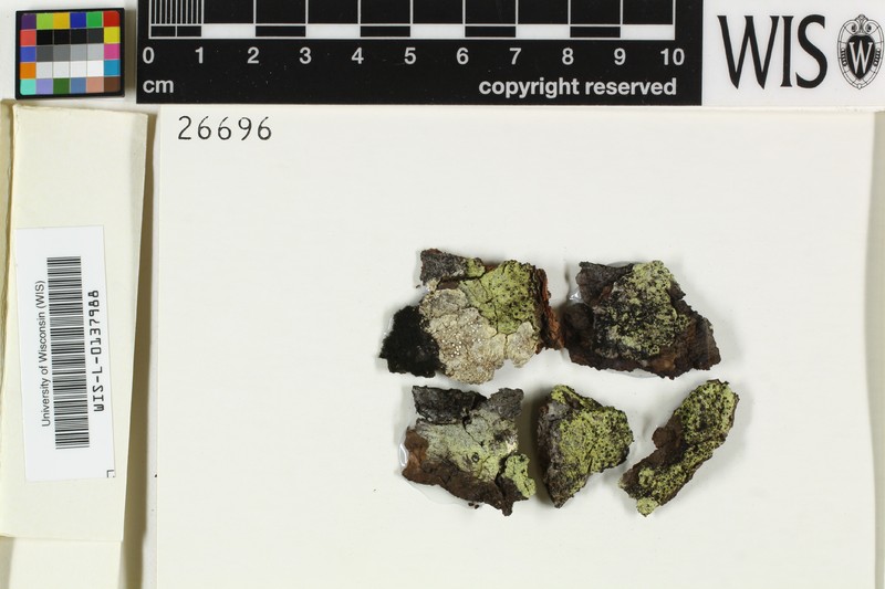 Rinodina Lichen photo 5