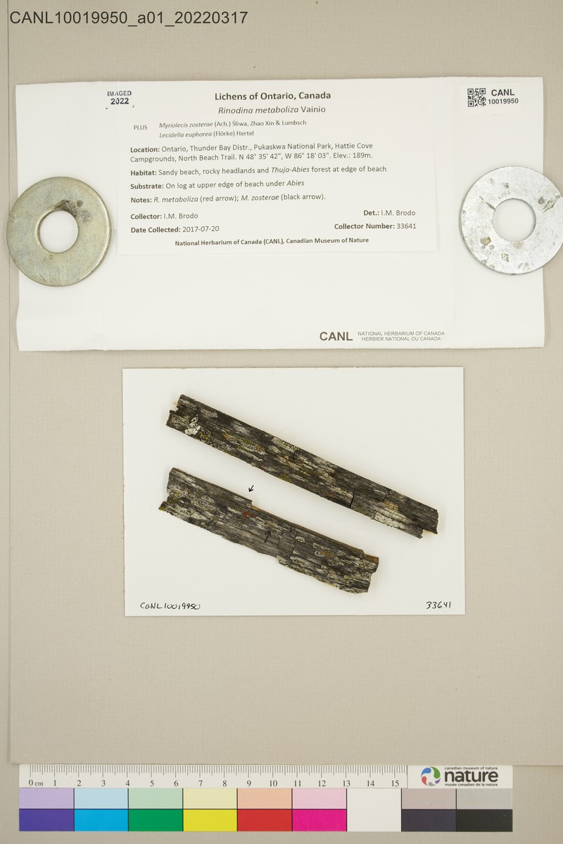 Rinodina Lichen