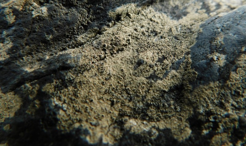 Rinodina Lichen photo 2