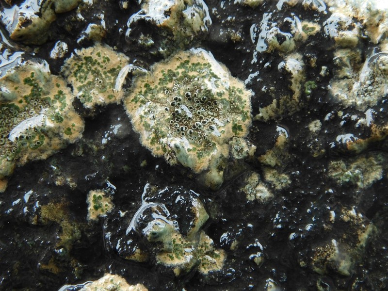 Rinodina Lichen photo 3