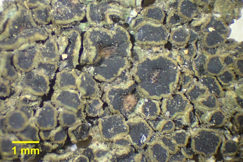 Rinodina Lichen photo 4
