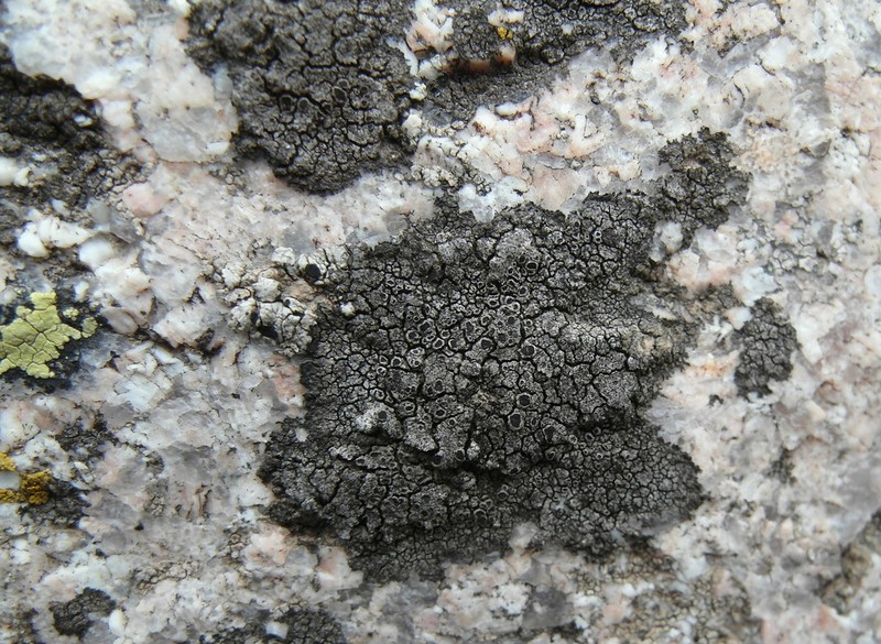 Rinodina Lichen photo 5